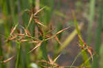 Shortbristle horned beaksedge